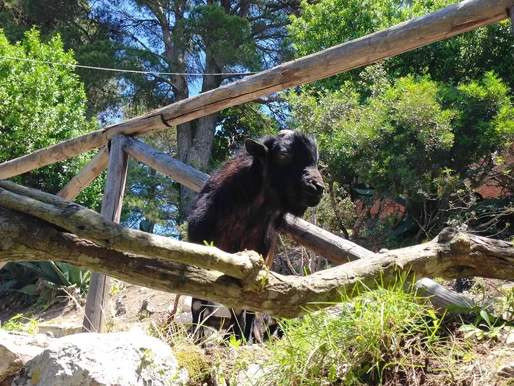 goat on capri hillside