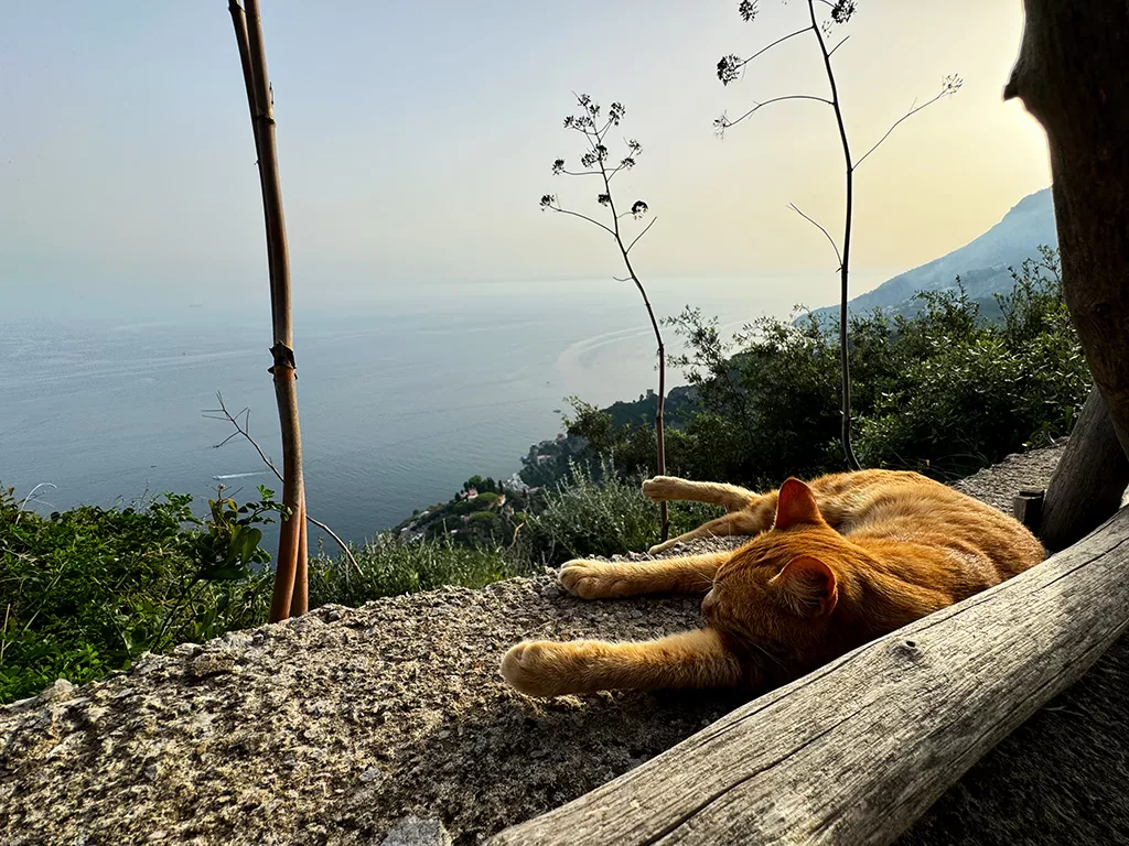 ginger cat on wall with amalfi coast views beyond