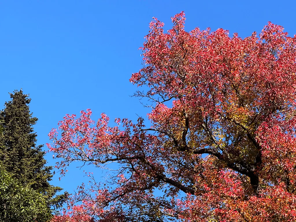 tree foliage caserta gardens